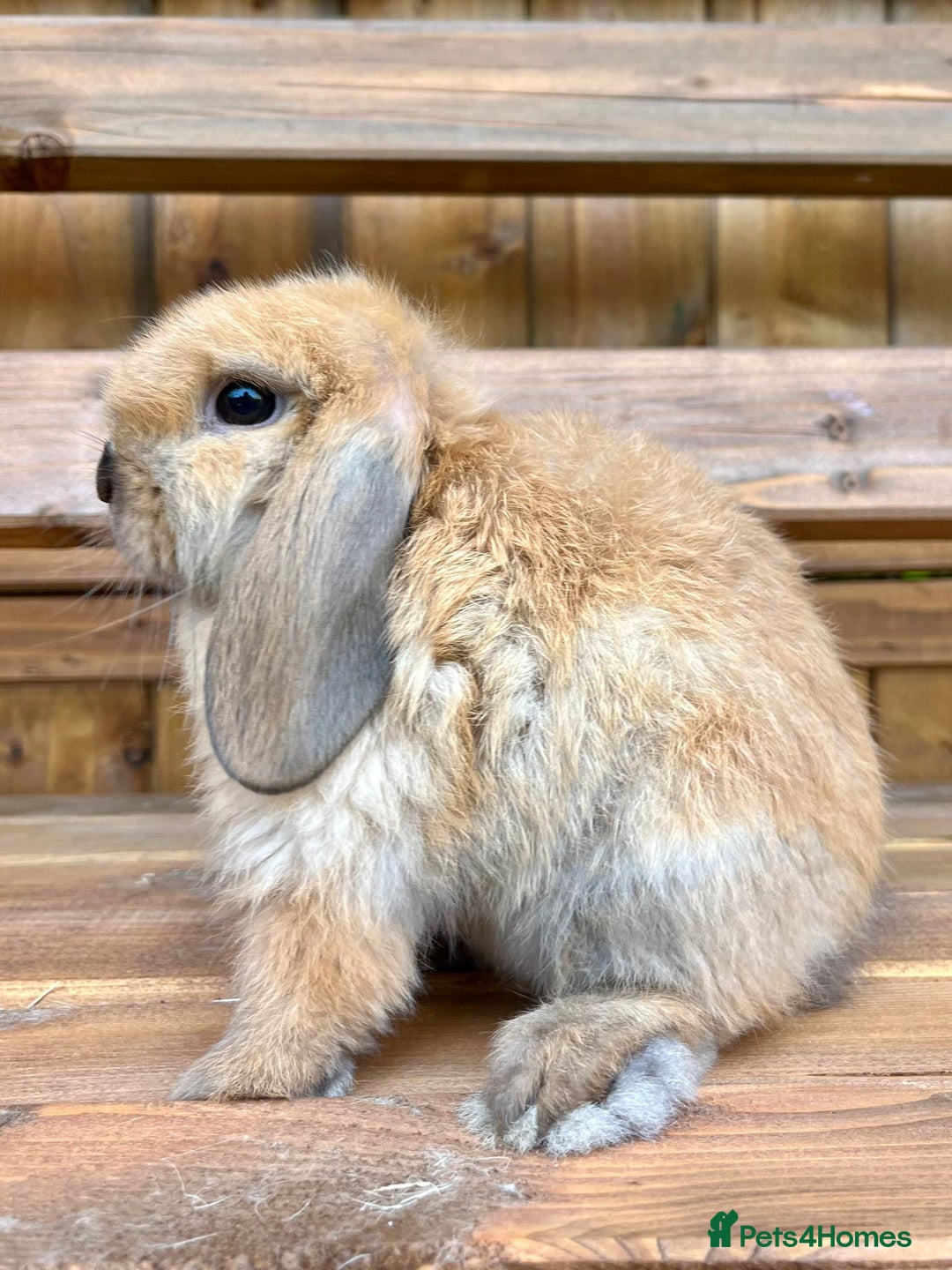 Mini Lop rabbits for sale: Male mini lop for sale - Advert 1
