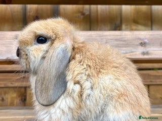 Mini Lop rabbits Male mini lop for sale - Advert 1