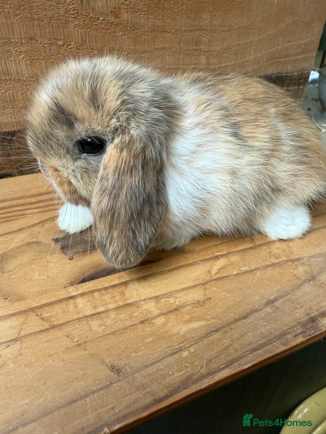 Mini Lop rabbits for sale: MINI LOP BUNNIES / PEDIGREE  - Image 5