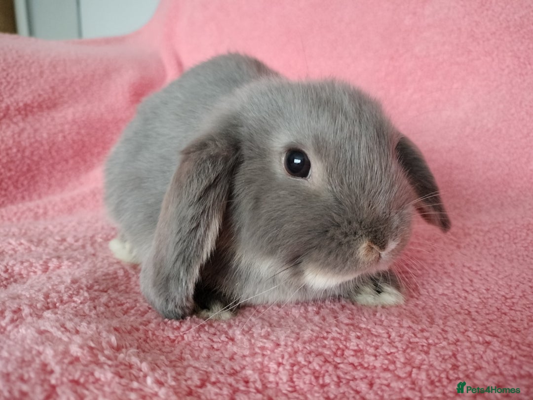 Mini Lop rabbits for sale: Baby mini lop for sale  - Advert 3