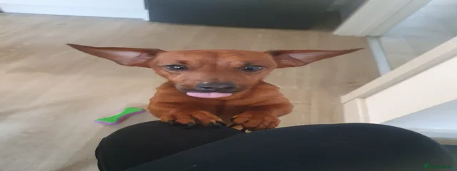 Cosmo