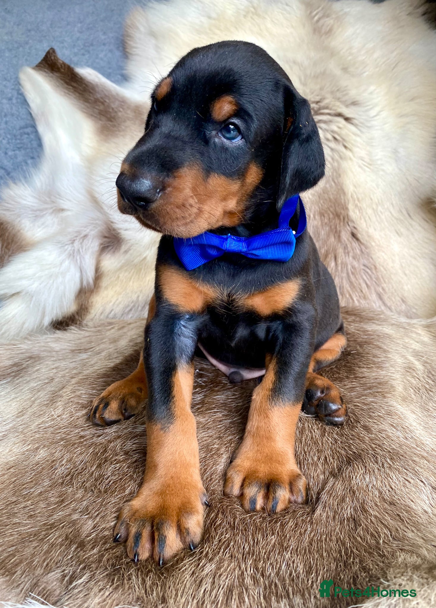 Dobermann dogs for sale: *KC REGISTERED* HEALTH TESTED DOBERMAN PUPPIES - Advert 7