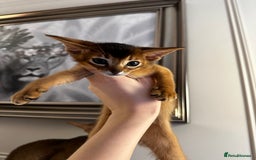 Abyssinian cats for sale: Pure Abyssinian kittens 💝 - Image 18