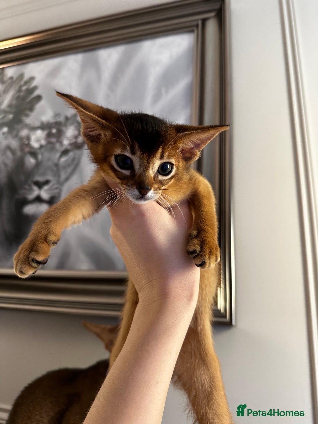 Abyssinian cats for sale: Pure Abyssinian kittens 💝 - Image 18