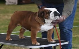 English Bulldog dogs for sale: Champion sired male puppy available  - Image 8