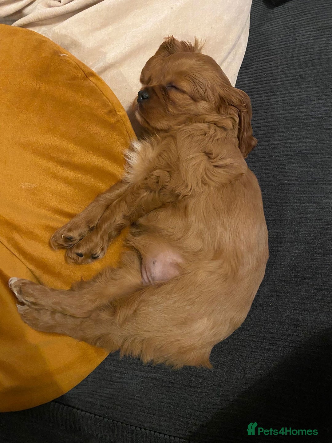 Cavalier King Charles Spaniel dogs for sale: Super sad URGENT rehoming - Advert 5