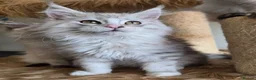 Maine Coon cats for sale: Ready now Silver with white Maine Coon kittens - Advert 20