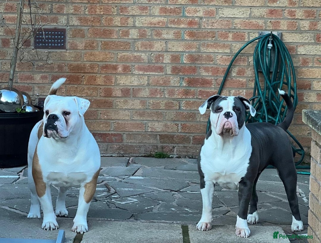 Old Tyme Bulldog dogs for sale: 🩷🩷Old Tyme Bulldog Puppies🩷🩷 - Image 27