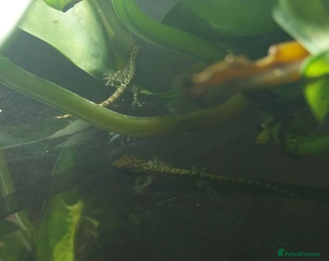 Gecko reptiles for sale: Mourning geckos. - Advert 26