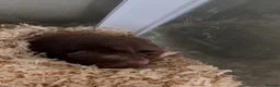 Hamster rodents for sale: syrian hamster with bucatstate cage &accesories  - Advert 5