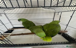 Parrots birds for sale: Baby hand reared amazons for sale  - Image 4
