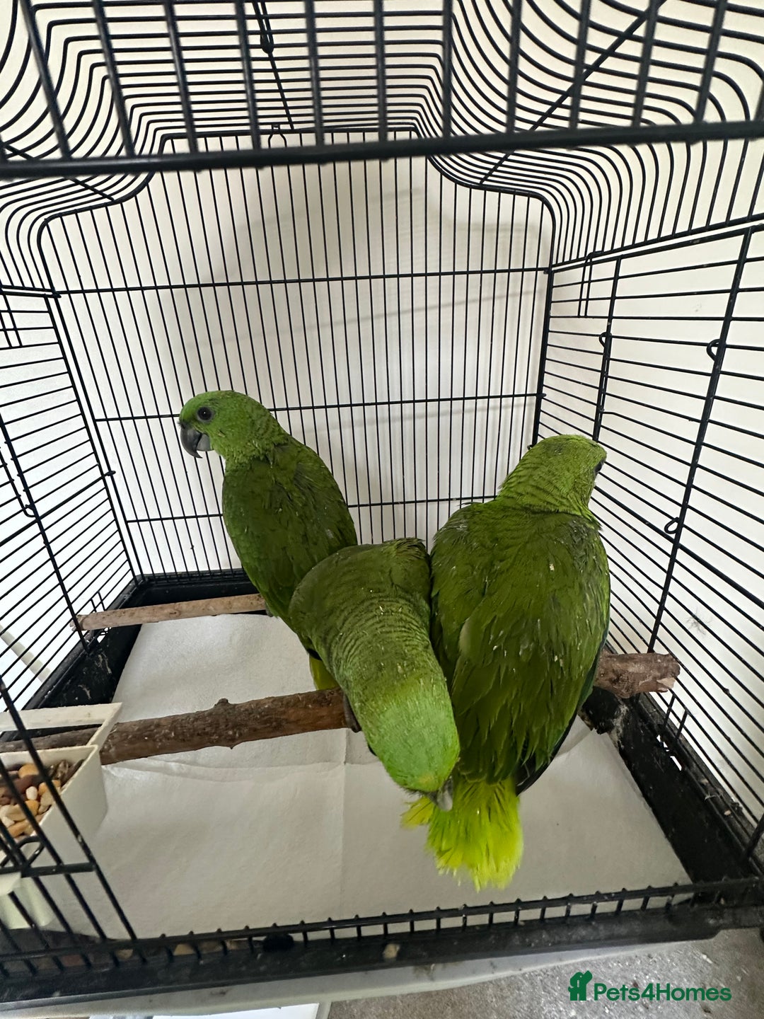 Parrots birds for sale: Baby hand reared amazons for sale  - Image 4