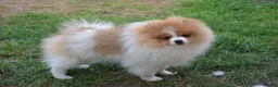 Pomeranian dogs for sale: PACO - Beautiful Pomeranian Boy - Advert 27