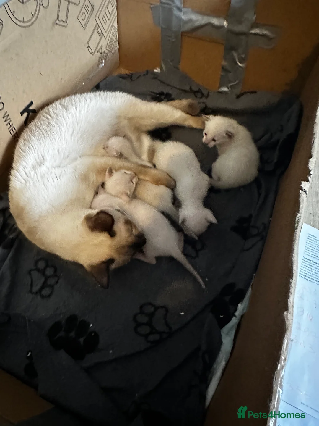 Siamese cats for sale: Siamese kittens - Advert 2