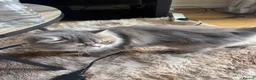 Mixed Breed cats for sale: Beautiful Fluffy Grey Long Haired Cat  in Salford - Advert 4