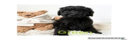 Labradoodle dogs for sale: Ready now rare silver f1bb standard labradoodles  - Advert 1