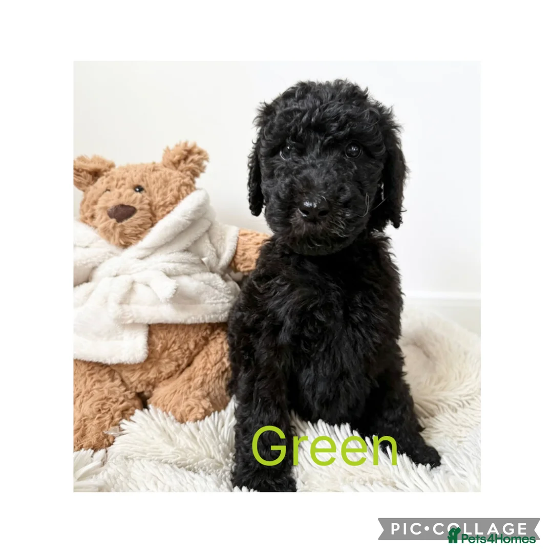 Labradoodle dogs for sale: Ready now rare silver f1bb standard labradoodles  - Advert 1