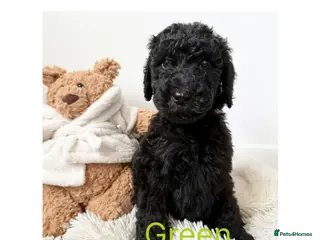 Labradoodle dogs Ready now rare silver f1bb standard labradoodles - Advert 6