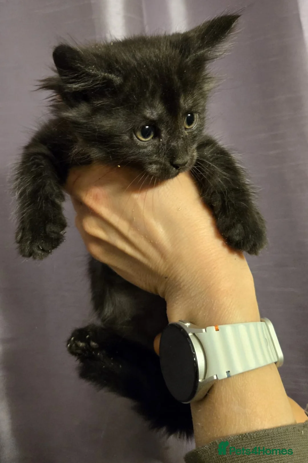 Maine Coon cats for sale: Maine Coon X kittens. Absolutely stunning!  in Sheffield - Advert 2