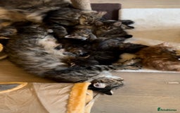 Siberian cats for sale: Traditional Siberian Kittens - 2 Girls Available - Image 14