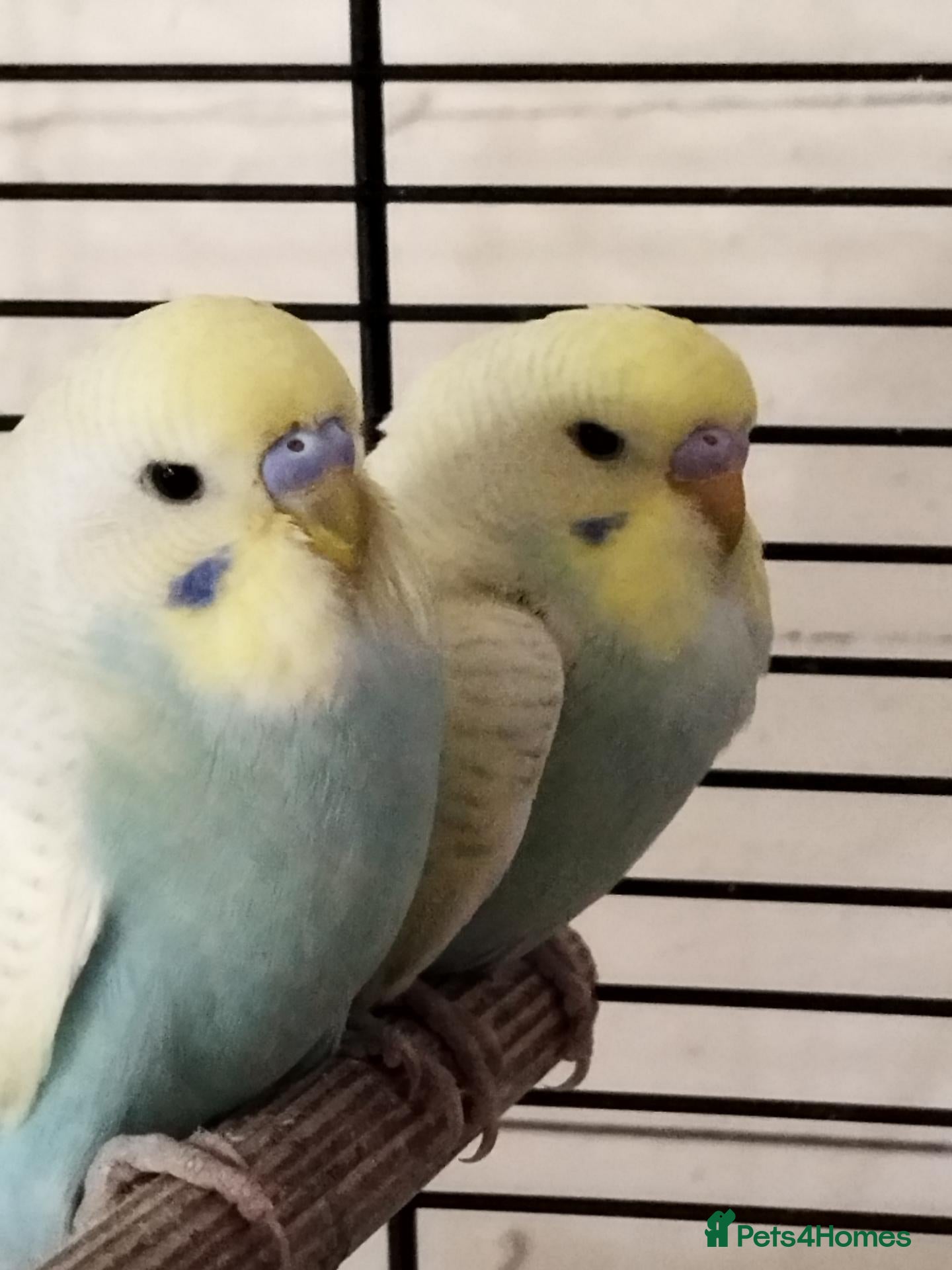 Budgerigars birds Beautiful budgies  - Advert 1