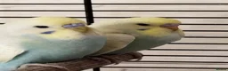 Budgerigars birds for sale: Beautiful budgies  in Gloucester - Advert 1