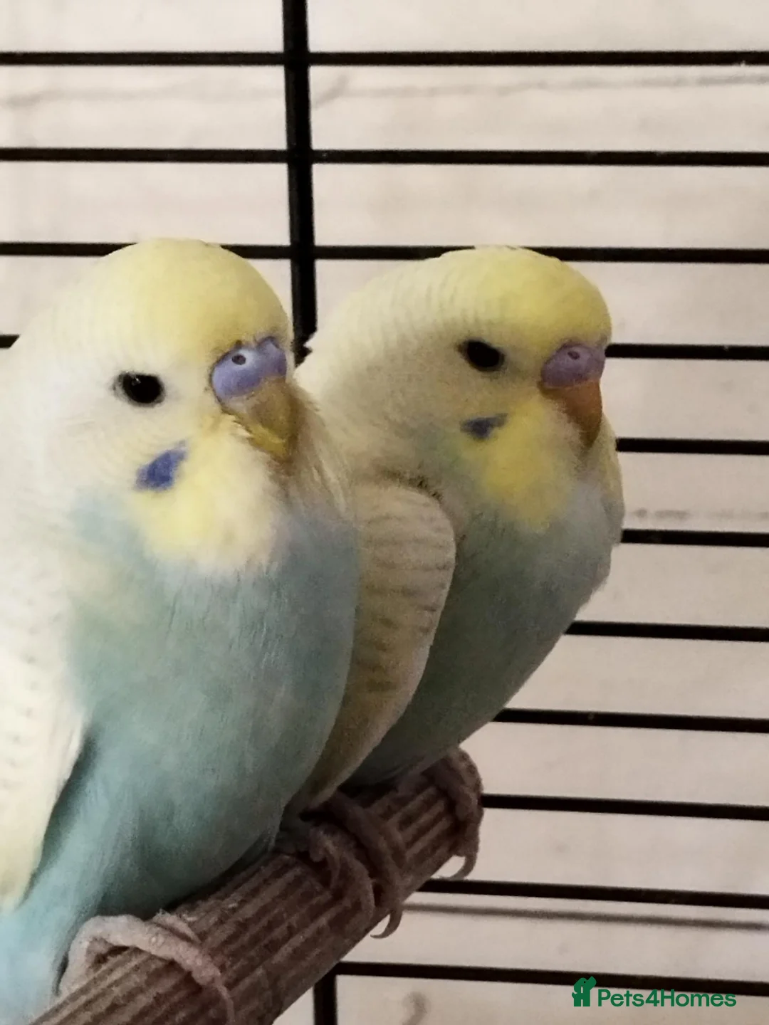 Budgerigars birds for sale: Beautiful budgies  in Gloucester - Advert 1
