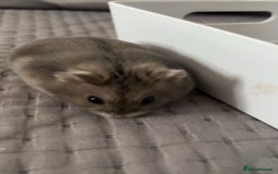Hamster rodents for sale: Dwarf hamster  - Image 2