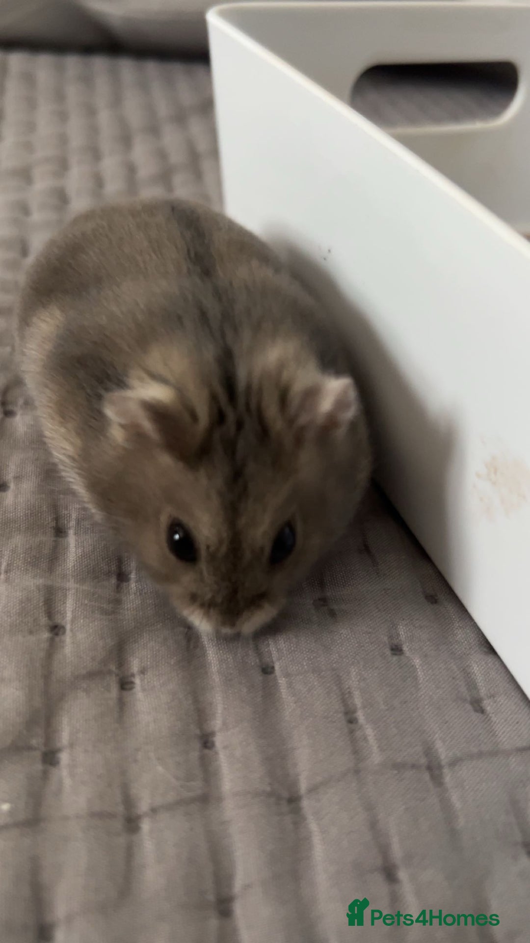 Hamster rodents for sale: Dwarf hamster  - Image 2
