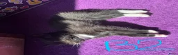 Mixed Breed cats for sale: Gorgeous kittens ready to leave now!  - Advert 10
