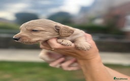 Cockapoo dogs for sale: Stunning f1b cockapoo puppies!!  - Image 13