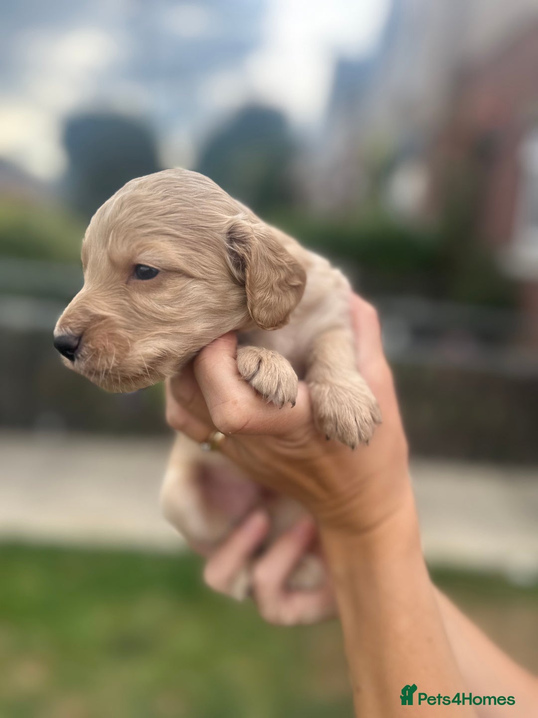 Cockapoo dogs for sale: Stunning f1b cockapoo puppies!!  - Image 13
