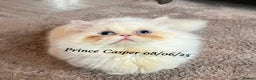 Munchkin cats for sale: Quality & Extremely Rare Persian Napoleon Minuets - Advert 13