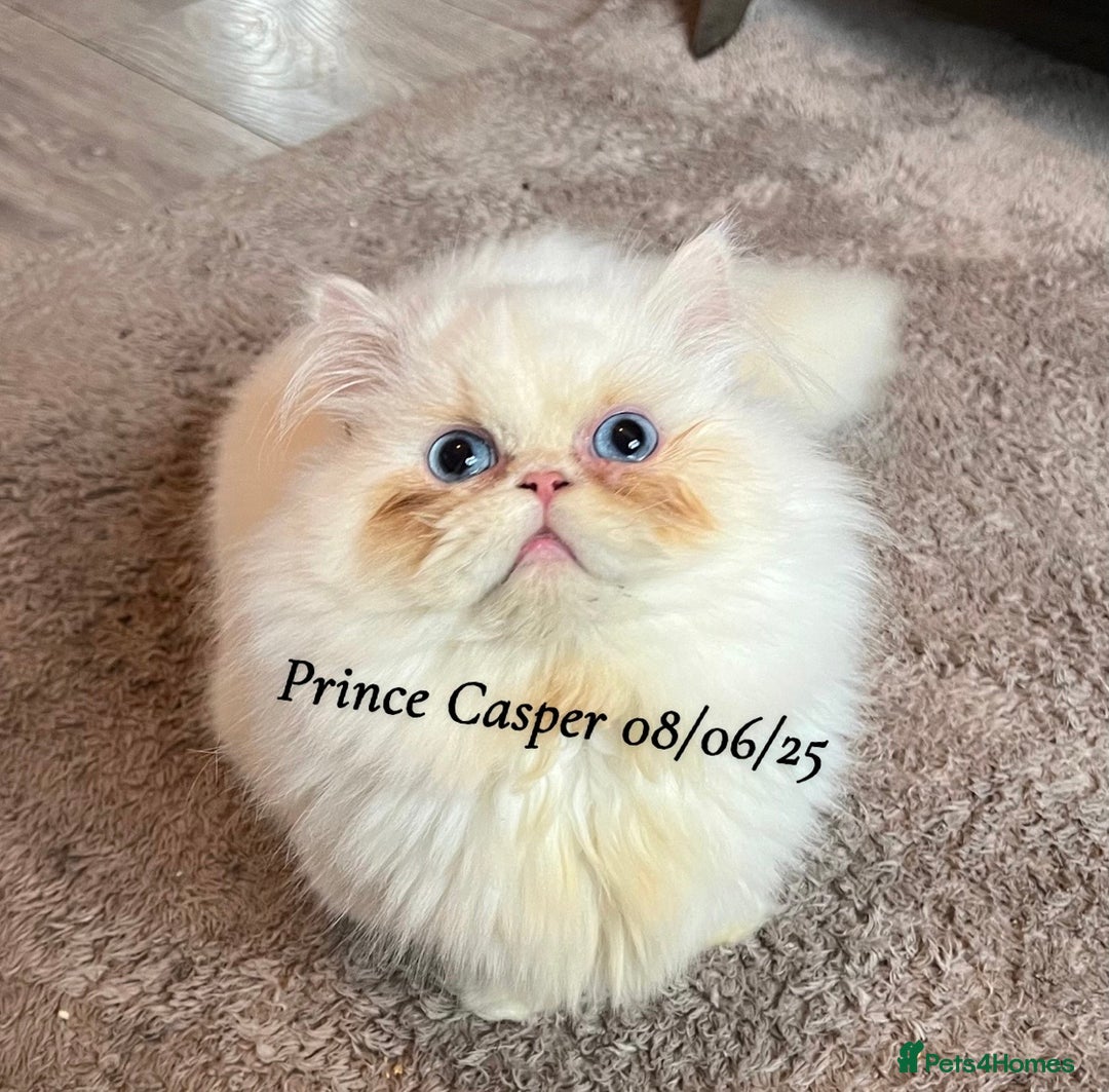 Munchkin cats for sale: Quality & Extremely Rare Persian Napoleon Minuets - Advert 13
