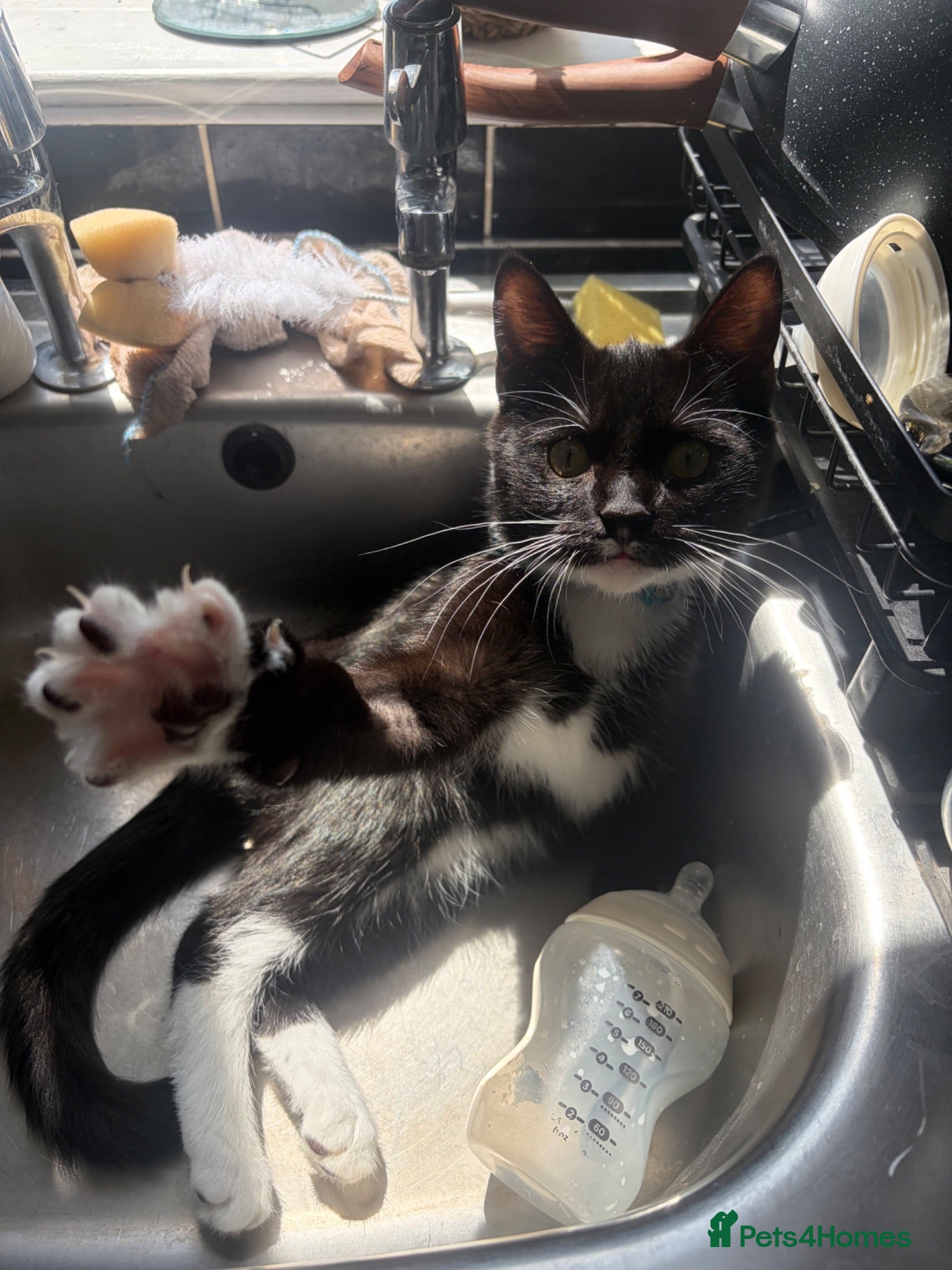 Domestic Shorthair cats Black & White Kitten - Advert 1