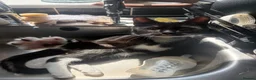 Domestic Shorthair cats for sale: Black & White Kitten - Advert 1