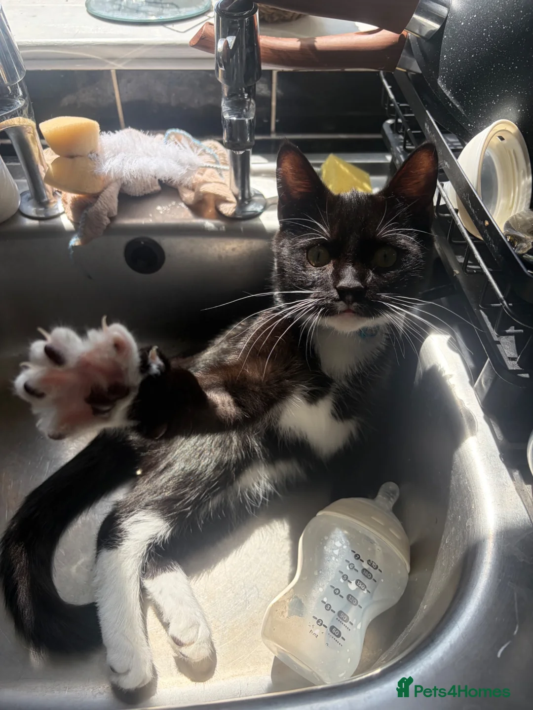 Domestic Shorthair cats for sale: Black & White Kitten - Advert 1