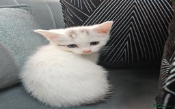 Russian Blue cats for sale: Lovley Russian white/Persian  - Advert 2