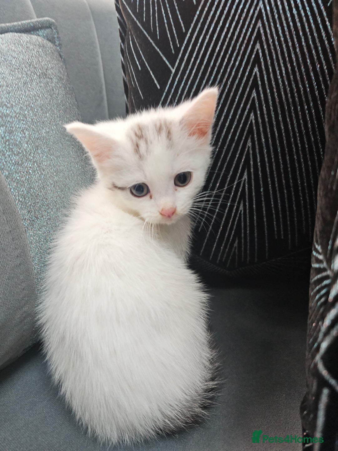 Russian Blue cats for sale: Lovley Russian white/Persian  - Advert 2