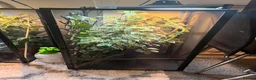 Chameleon reptiles for sale: Panther chameleons - Advert 2
