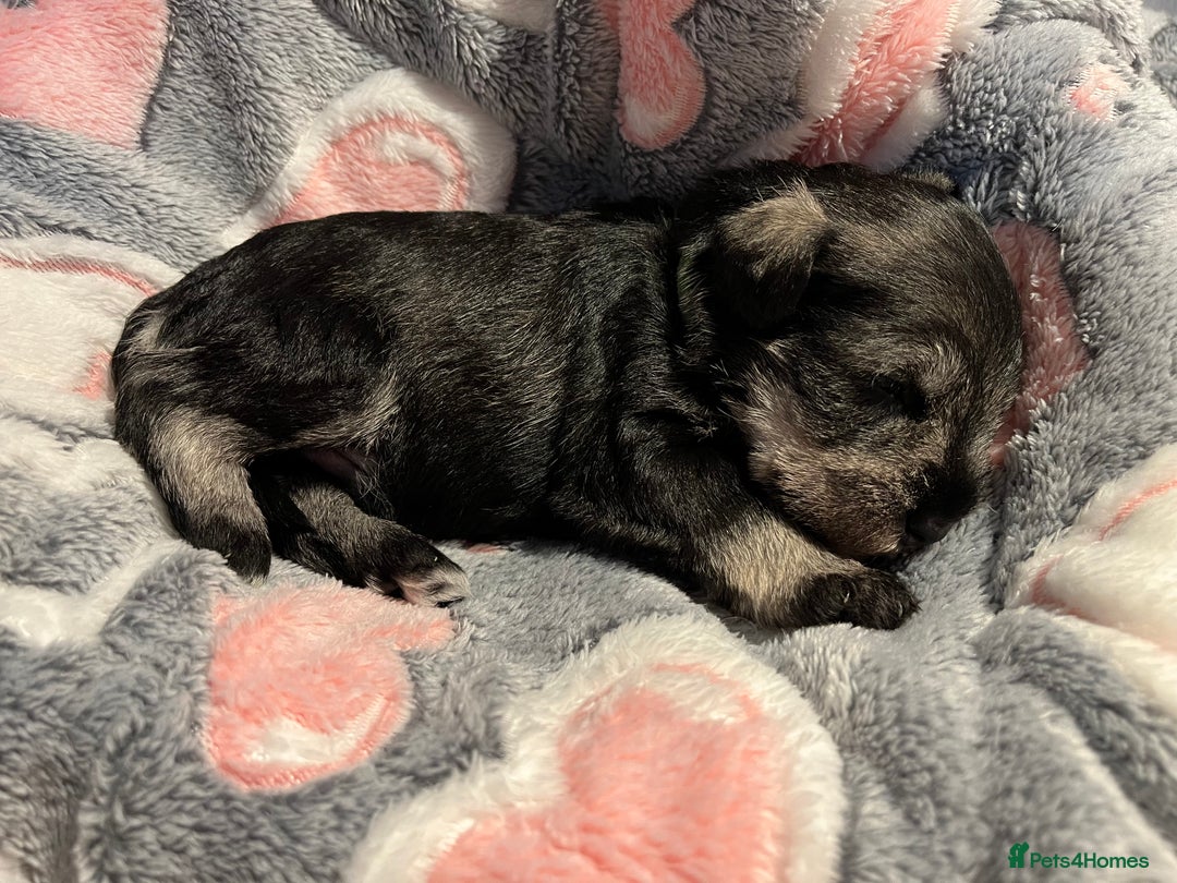 Miniature Schnauzer dogs for sale: Beautiful KC miniature Schnauzers  - Advert 28