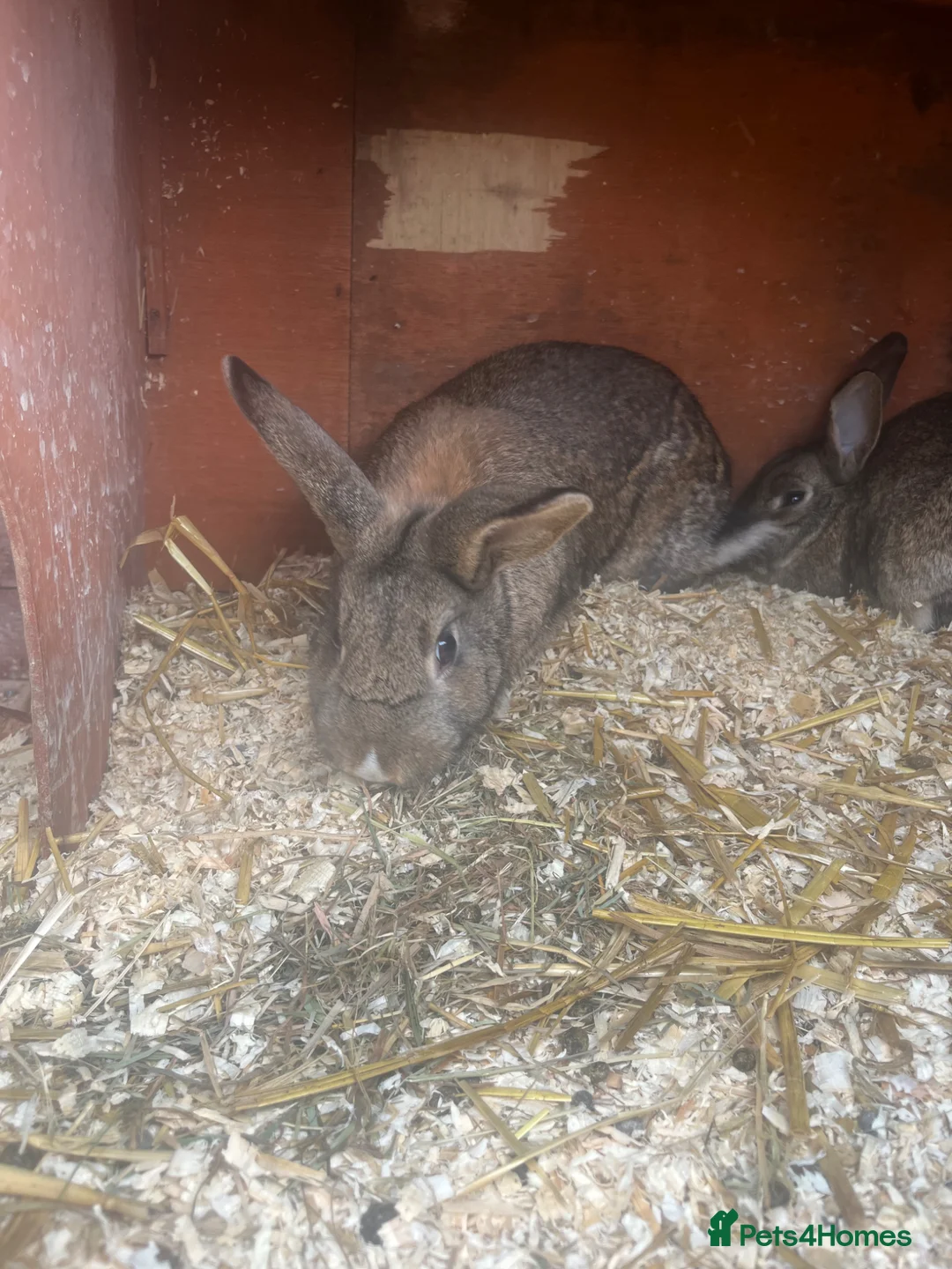 Lionhead rabbits for sale: Lionhead rabbits  in Oldham - Advert 4