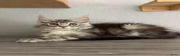 Maine Coon cats for sale: LAST GIRL AVAILABLE TICA Registered Maine Coons🩷 - Advert 2