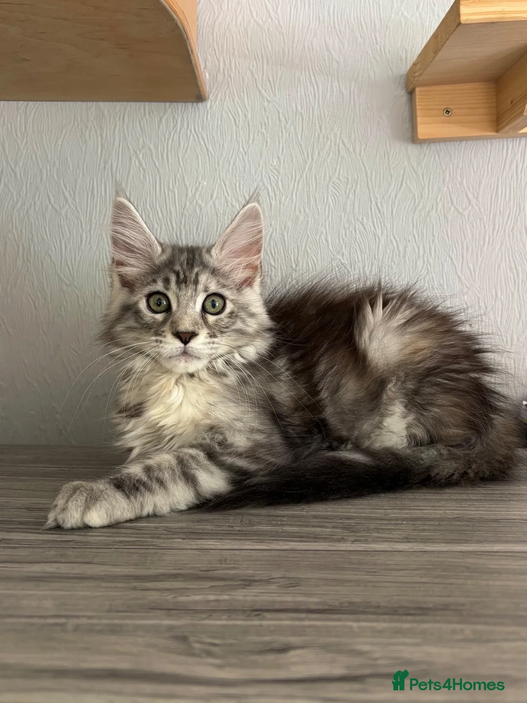 Maine Coon cats for sale: LAST GIRL AVAILABLE TICA Registered Maine Coons🩷 - Advert 2
