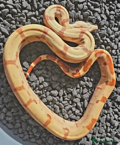 Boa Snake reptiles Male VPI Sunglow het Blood & Male 2025 VPI sunglow - Advert 2