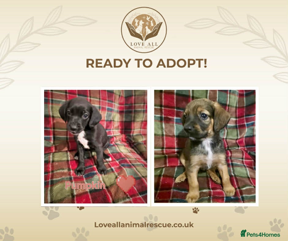 Mixed Breed dogs Orphaned pups ready for adoption  - Advert 1