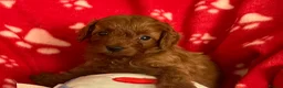 Cavapoo dogs for sale: small type toy F1B cavapoo puppies available  - Advert 6