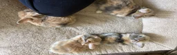 Mixed Breed rabbits for sale: Lionhead x Dwarf Lop double maned bunnies - Advert 8