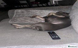 French Bulldog dogs for stud: Blue and Isabella French bulldog  - Image 3