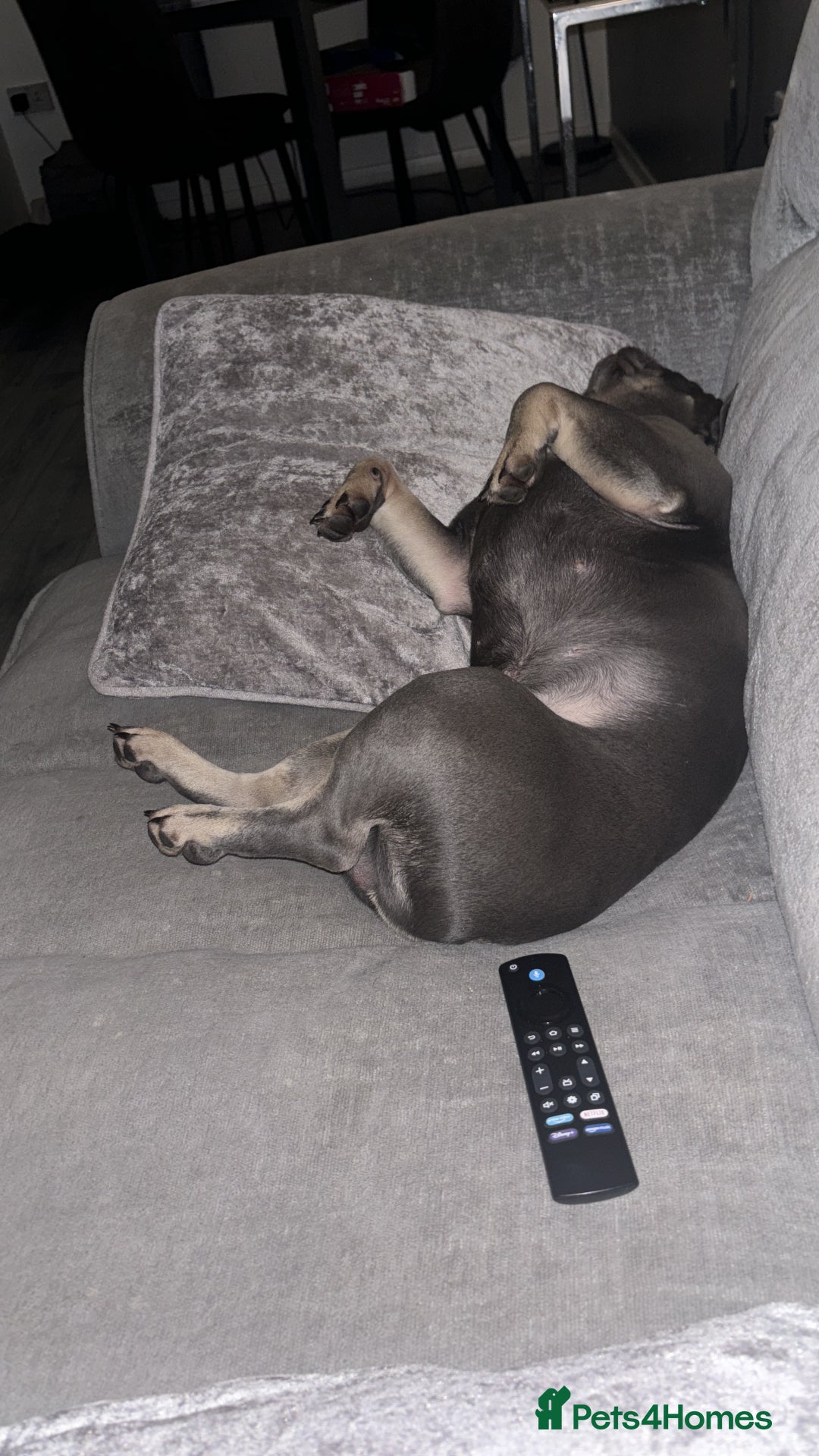 French Bulldog dogs for stud: Blue and Isabella French bulldog  - Image 3